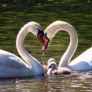 love, family, swan family-5192377.jpg