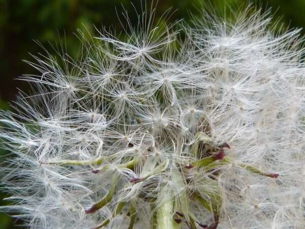 dandelion, pollen, seeds-760815.jpg